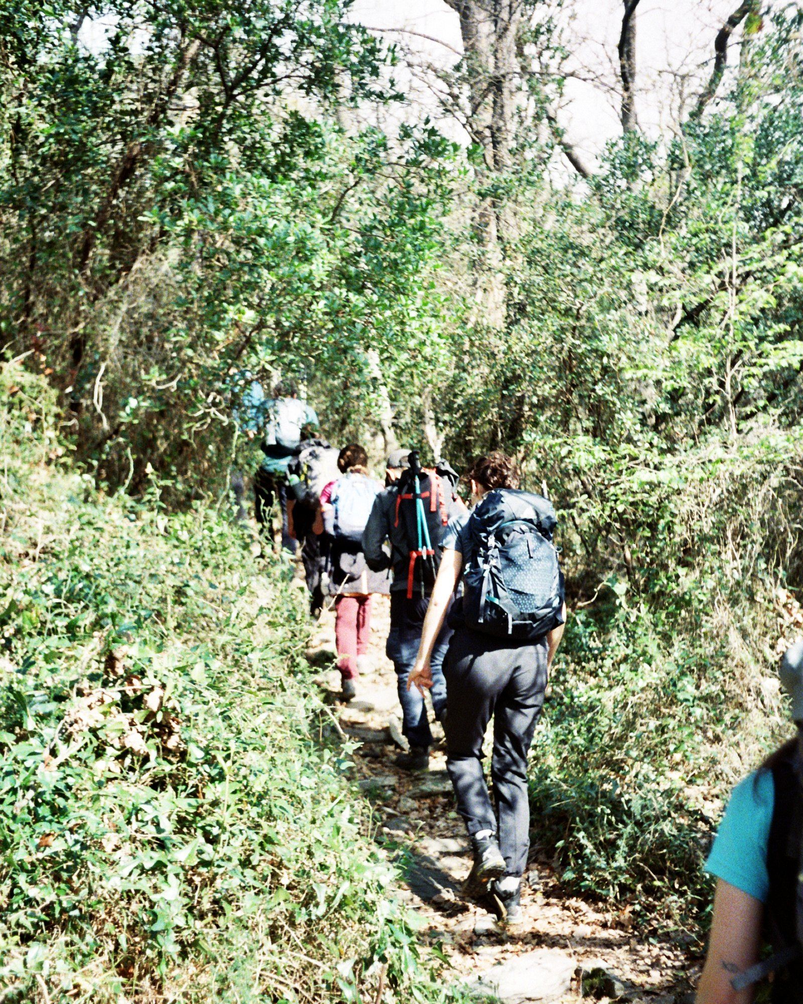Il gruppo sale in fila su un sentiero stretto nella macchia verde della Liguria